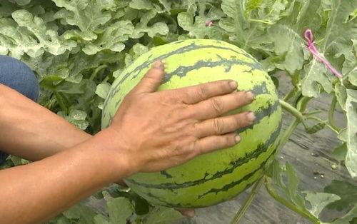 吴江绿地吃瓜事件视频,一场引发热议的邻里冲突瞬间