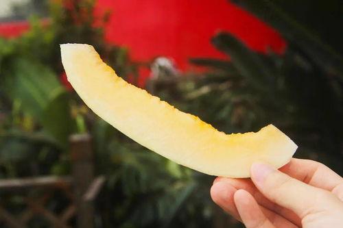 吃瓜的速度视频,一网打尽热门视频幕后真相