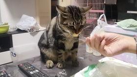 狸花猫吃瓜视频