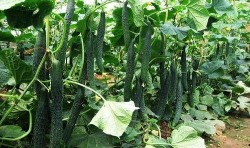 立夏吃的瓜典故